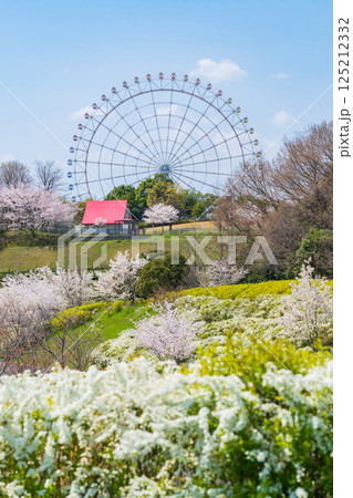 愛・地球博記念公園、大観覧車と満開の桜〈愛知県長久手市〉 愛・地球博記念公園、大観覧車と満開の桜〈愛知県長久手市〉 125212332
