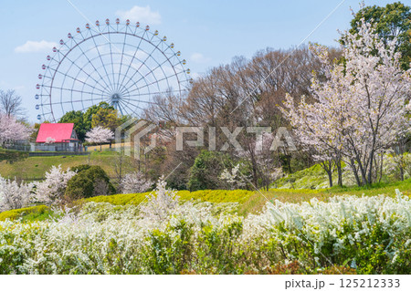 愛・地球博記念公園、大観覧車と満開の桜〈愛知県長久手市〉 愛・地球博記念公園、大観覧車と満開の桜〈愛知県長久手市〉 125212333