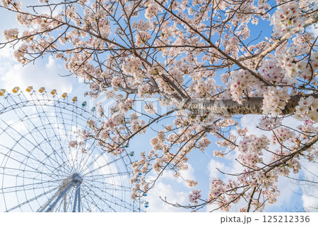 愛・地球博記念公園、大観覧車と満開の桜〈愛知県長久手市〉 125212336