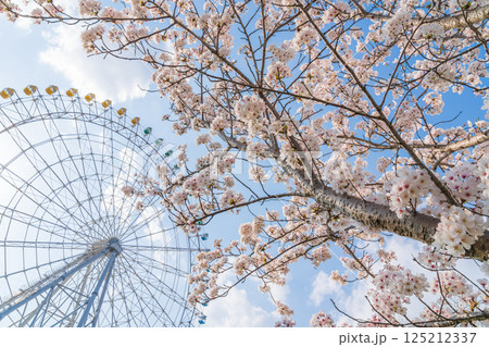 愛・地球博記念公園、大観覧車と満開の桜〈愛知県長久手市〉 125212337