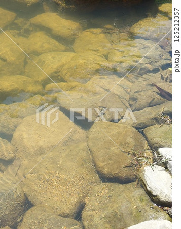 池のメダカ 池のメダカ 125212357