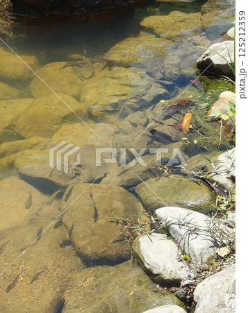 池のメダカ 池のメダカ 125212359