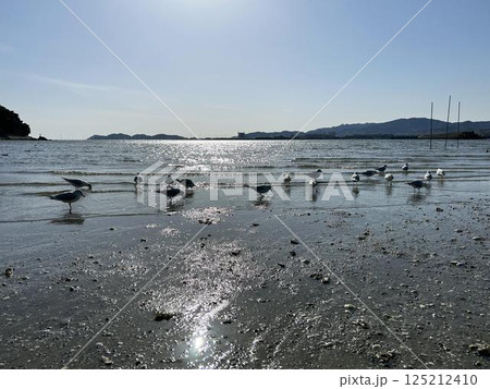 干潟に集まるカモメと青空 干潟に集まるカモメと青空 125212410