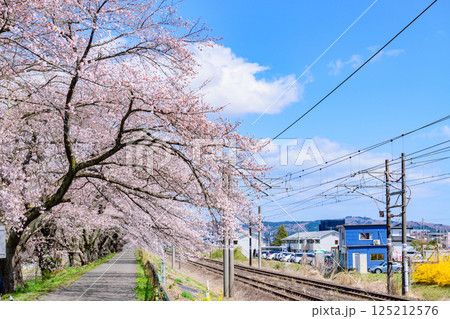 一目千本桜　宮城県　大河原町 125212576