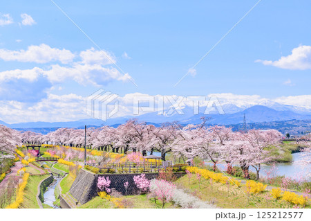 一目千本桜 宮城県 大河原町 一目千本桜 宮城県 大河原町 125212577