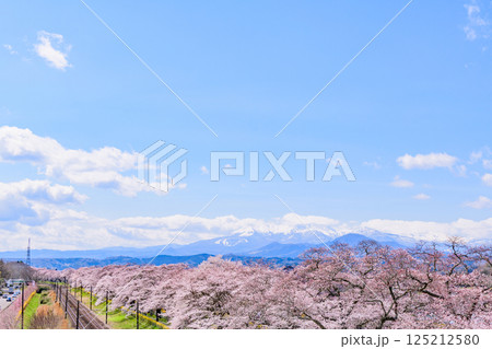一目千本桜 宮城県 大河原町 一目千本桜 宮城県 大河原町 125212580