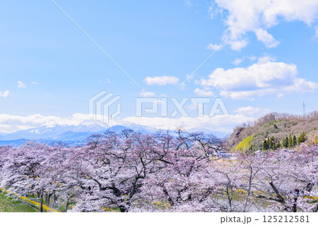 一目千本桜 宮城県 大河原町 一目千本桜 宮城県 大河原町 125212581