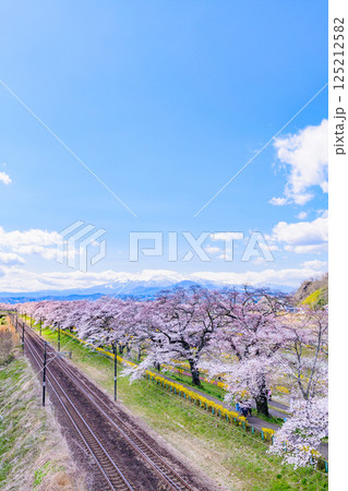 一目千本桜　宮城県　大河原町 125212582