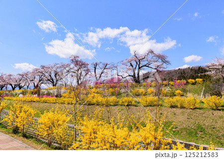 一目千本桜　宮城県　大河原町 125212583