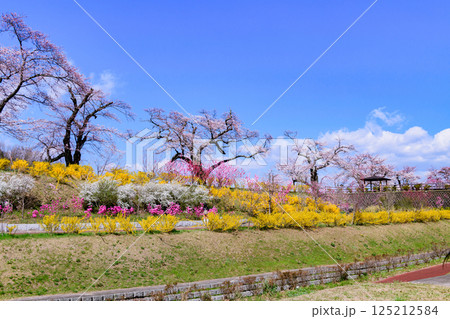 一目千本桜 宮城県 大河原町 一目千本桜 宮城県 大河原町 125212584