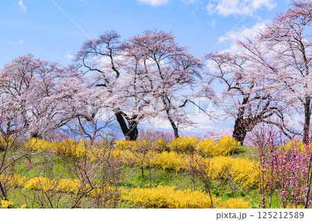 一目千本桜 宮城県 大河原町 一目千本桜 宮城県 大河原町 125212589