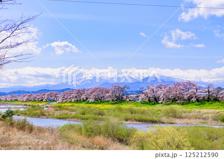 一目千本桜　宮城県　大河原町 125212590