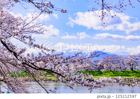 一目千本桜 宮城県 大河原町 一目千本桜 宮城県 大河原町 125212597