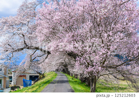 一目千本桜 宮城県 大河原町 一目千本桜 宮城県 大河原町 125212603