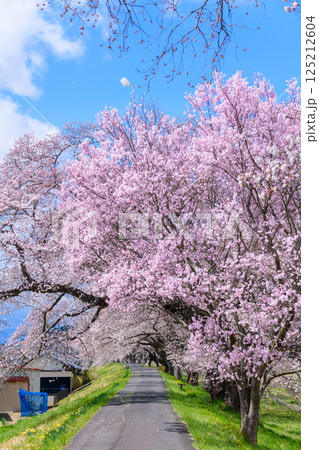 一目千本桜 宮城県 大河原町 一目千本桜 宮城県 大河原町 125212604