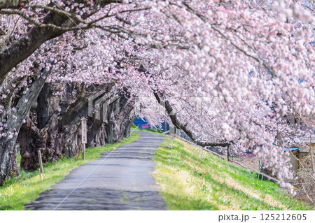一目千本桜 宮城県 大河原町 一目千本桜 宮城県 大河原町 125212605