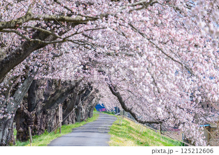 一目千本桜 宮城県 大河原町 一目千本桜 宮城県 大河原町 125212606