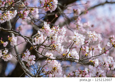 一目千本桜　宮城県　大河原町 125212607
