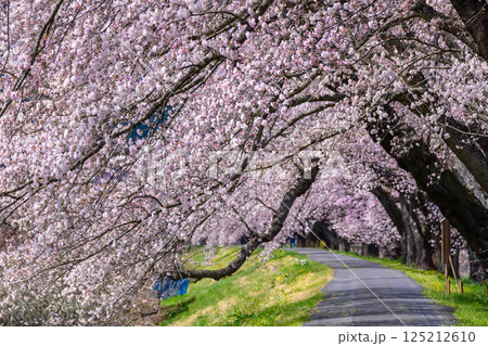 一目千本桜 宮城県 大河原町 一目千本桜 宮城県 大河原町 125212610