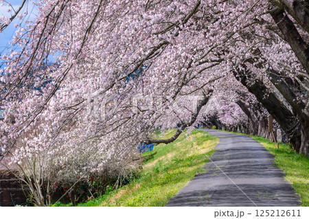 一目千本桜 宮城県 大河原町 一目千本桜 宮城県 大河原町 125212611