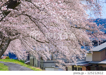 一目千本桜 宮城県 大河原町 一目千本桜 宮城県 大河原町 125212612