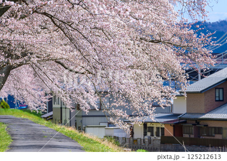 一目千本桜 宮城県 大河原町 一目千本桜 宮城県 大河原町 125212613