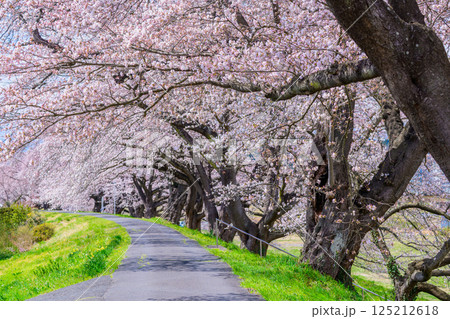 一目千本桜　宮城県　大河原町 125212618