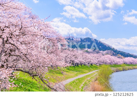 一目千本桜　宮城県　大河原町 125212625