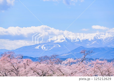 一目千本桜 宮城県 大河原町 一目千本桜 宮城県 大河原町 125212629
