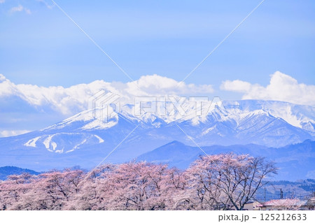 一目千本桜　宮城県　大河原町 125212633