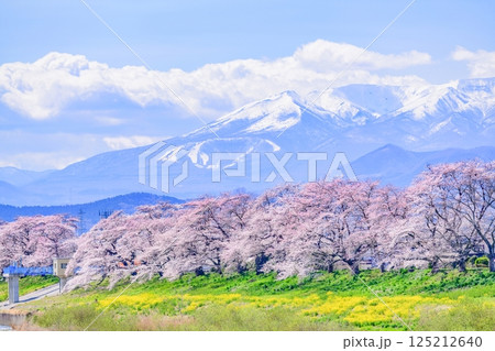 一目千本桜　宮城県　大河原町 125212640