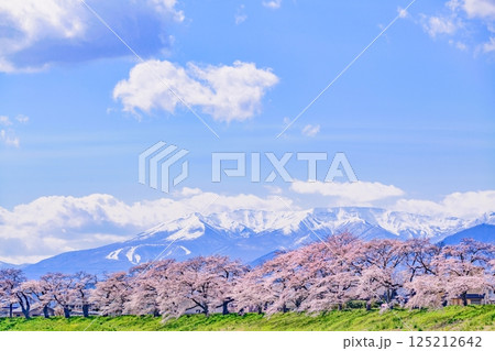 一目千本桜　宮城県　大河原町 125212642