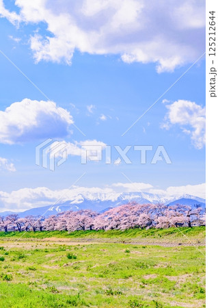 一目千本桜 宮城県 大河原町 一目千本桜 宮城県 大河原町 125212644