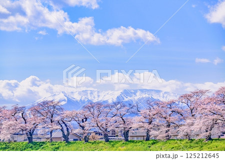 一目千本桜 宮城県 大河原町 一目千本桜 宮城県 大河原町 125212645