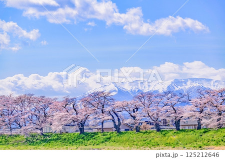 一目千本桜 宮城県 大河原町 一目千本桜 宮城県 大河原町 125212646