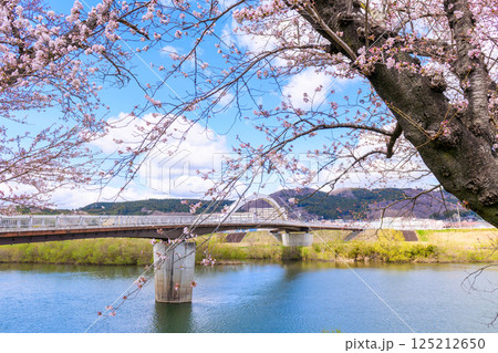 一目千本桜　宮城県　大河原町 125212650