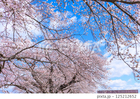 一目千本桜　宮城県　大河原町 125212652