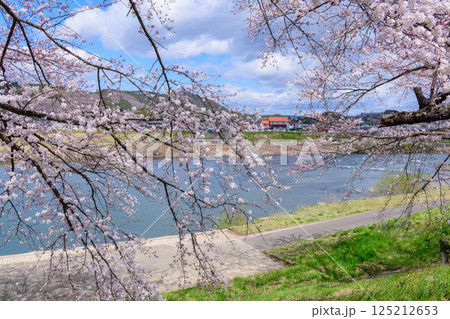一目千本桜 宮城県 大河原町 一目千本桜 宮城県 大河原町 125212653