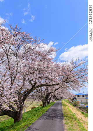 一目千本桜　宮城県　大河原町 125212656