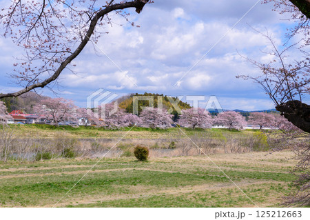 一目千本桜 宮城県 大河原町 一目千本桜 宮城県 大河原町 125212663