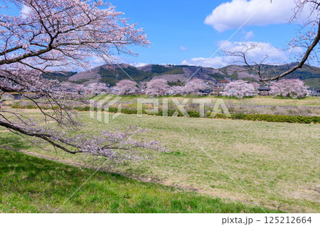一目千本桜　宮城県　大河原町 125212664
