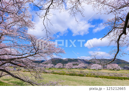 一目千本桜 宮城県 大河原町 一目千本桜 宮城県 大河原町 125212665
