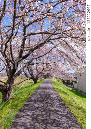 一目千本桜　宮城県　大河原町 125212667