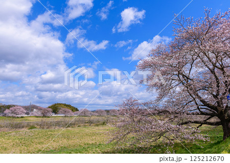 一目千本桜 宮城県 大河原町 一目千本桜 宮城県 大河原町 125212670