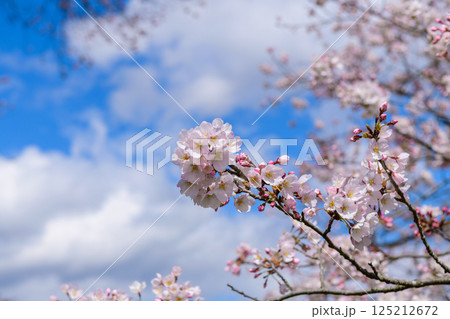 一目千本桜　宮城県　大河原町 125212672