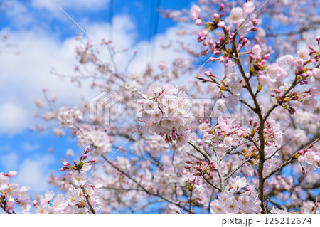 一目千本桜　宮城県　大河原町 125212674