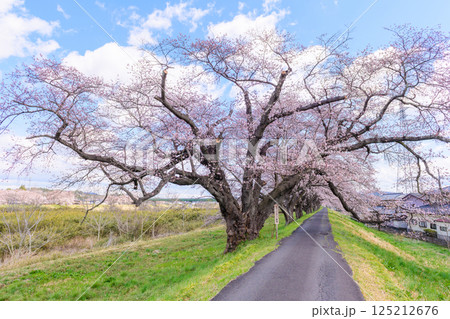 一目千本桜 宮城県 大河原町 一目千本桜 宮城県 大河原町 125212676