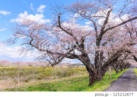 一目千本桜　宮城県　大河原町 125212677