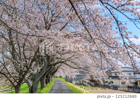 一目千本桜　宮城県　大河原町 125212680