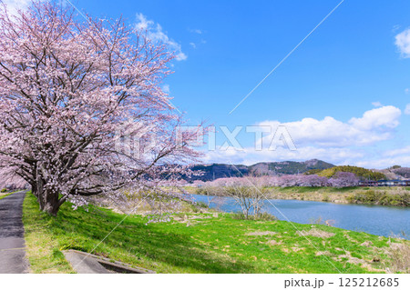 一目千本桜　宮城県　大河原町 125212685